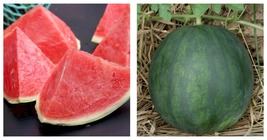 &#39;Seedless Kylin&#39; Series Seedless Watermelon Seeds 5 Bags (50 Seeds / Bag) - £16.72 GBP