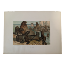 1885 Animate Creation &#39;SEA LION&#39; Chromo-Lithographed Print, L. Prange / Hess - £11.99 GBP