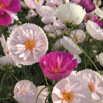 New Fresh Cupcakes Mix Cosmos Seeds 30 Seeds/Pack - £8.48 GBP