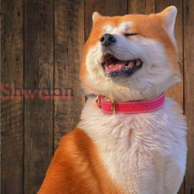 Shwaan Genuine Leather Dog Collar  Soft Padded Leather Pink Unisex Dog C... - $36.68+