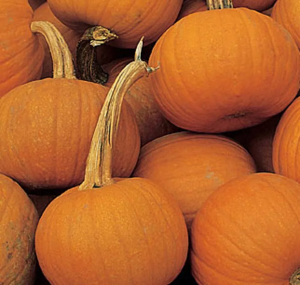 MBK 7 Seeds Small Sugar Pumpkin Non-Gmo New England Pie Pumpkin Packs Sale - $178.79 MXN