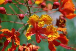 Caesalpinia Pulcherrima Red Mexican Bird Of Paradise 20 Seeds USA Garden - $11.58