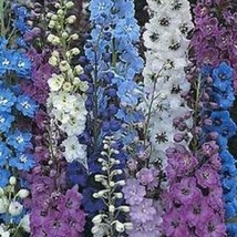 TH 35 Seeds Connecticut Yankee Delphinium Flower Seeds Mix  / Long Lasting Annua - $15.08