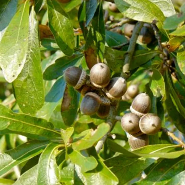 12 Laurel Oak Acorns Quercus Laurifolia Fresh Seeds - £14.54 GBP