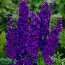 200+ Pacific Giant Black Night Delphinium Seeds For Garden  - £4.23 GBP