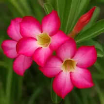 Pink Taiwan Adenium Obesum Live Plant - Desert Rose Succulent - $157.42