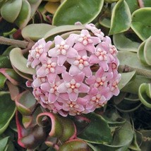 Hindu Rope Hoya (Hoya carnosa &#39;Crispa Variegata&#39;) in a 4 inch pot! - £13.58 GBP