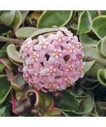 Hindu Rope Hoya (Hoya carnosa 'Crispa Variegata') in a 4 inch pot! - £13.54 GBP