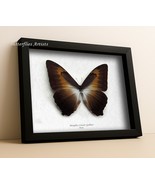 Rare Sunset Butterfly Morpho Cisseis Gahua – XL Real Framed Entomology D... - €98,66 EUR