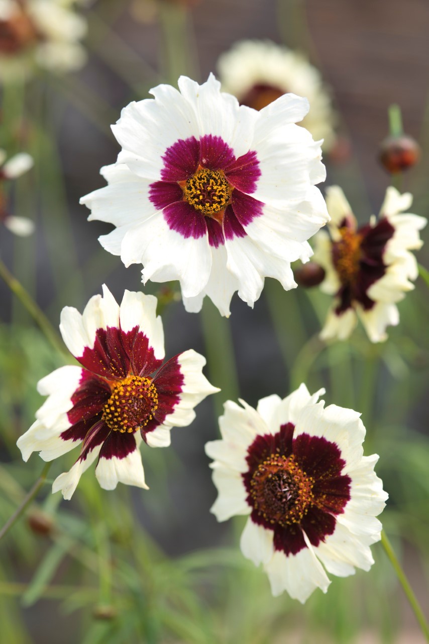 Primary image for COREOPSIS INCREDIBLE SWIRL, 100 SEEDS R