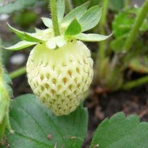 JR 50 Alpine Strawberry ‘White Soul’ Seeds - Fragaria vesca - Sweet Early Berrie - $10.80