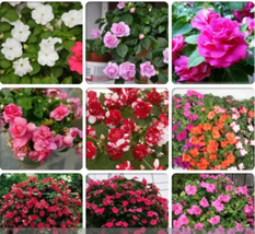 Mix Impatiens walleriana 9 Colors Busy Lizzie Balsam Perennial Flower Seeds - £10.00 GBP