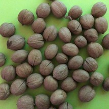 New Fresh Seeds Red Hickory Carya Ovalis Sweet Pignut Hickory - £17.08 GBP