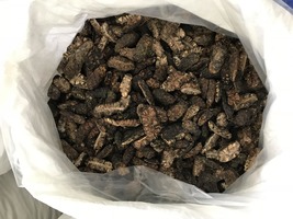 High Quality Dried Noni Fruit/ Morinda Citrifolia 1kg - £101.57 GBP