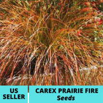 25Pcs Carex Prairie Fire Ornamental Grass Seeds Carex testacea Seed - $18.75