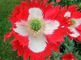 Semilir 450 Seeds Danish Flag Queens Poppy Papaver Danebrog FlowerA Fast Grow Fr - £7.67 GBP