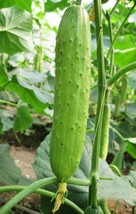 100 Chinese Spring &amp; Autumn Cucumber Seeds Cucumis Cuke Seed Organic - $4.24