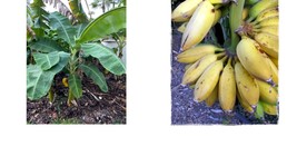Banana Tree - Musa - Basjoo Banana - 1 Ft. Tall - Cold Hardy Variety to 10 °F - £33.44 GBP