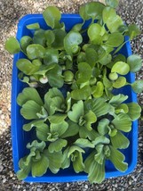 (15) MIX Water Hyacinth &amp; Lettuce Koi Pond Floating Plants Algae Shade F... - $33.25