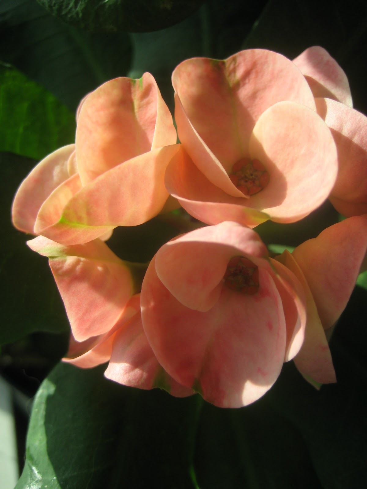 100 seeds Euphorbia Milii Hybrid Middle, Big Flowers Crown Of Thorns Seeds Gra
