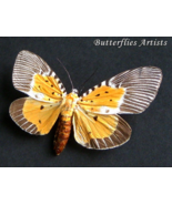 Rare Snouted Tiger Moth Peridrome Orbicularis Female Framed Entomology S... - $1,392.78 MXN