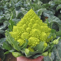 BPA 200 Romanesco Broccoli Seeds Non Gmo Heirloom Organic Fresh From US - £7.06 GBP