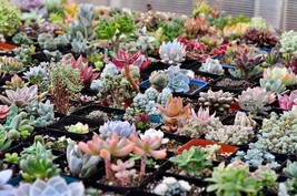 100 Rare Mixed Succulents Seeds Living Stones Lithops Plants Cactus - $4.05
