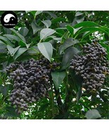 Ligustrum Lucidum Semente 100 Seeds Plant Glossy Privet Tree For Nv Zhen... - €7,15 EUR