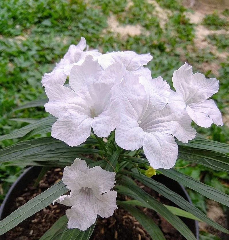 5 White Starter Live Plant Mexican Petunia Ruellia brittoniana Flower Perennial