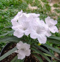 5 White Starter Live Plant Mexican Petunia Ruellia brittoniana Flower Pe... - £16.55 GBP