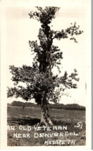 An Old Veteran Tree Near Denver Colorado Hedspeth Vintage B &amp; W Photo 3 x 4 - $109.78 MXN