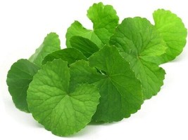 Brahmi / vallarai / Saraswathi / Penny worth plant  in 4 inch pot - $9.89