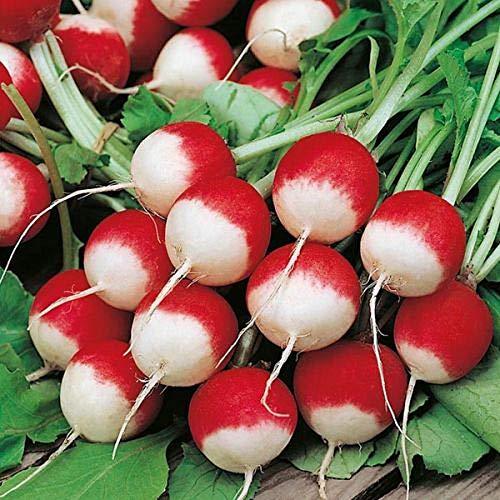25+ pk Sparkler White Tip Radish Seed, Home garden, Sprouting Seeds