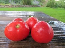 Clear Pink Early tomato - flawless and incredibly productive variety - $4.00