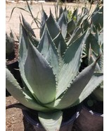 Agave Parryi Truncata Huntington  (1 Gal.) - $67.00 CAD