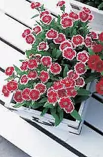 Dianthus Telstar Picotee 250 seeds - $34.95