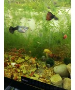 20 brown Ramshorn Snails from a hobbyist - $370.35 MXN