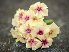 50 Yellow Pink Phlox Seeds Bloom Flower Perennial - £12.94 GBP
