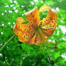 New Fresh Seeds Lilium Superbum Turks Cap American Tiger Or Swamp Lily 10 Seeds - $21.30