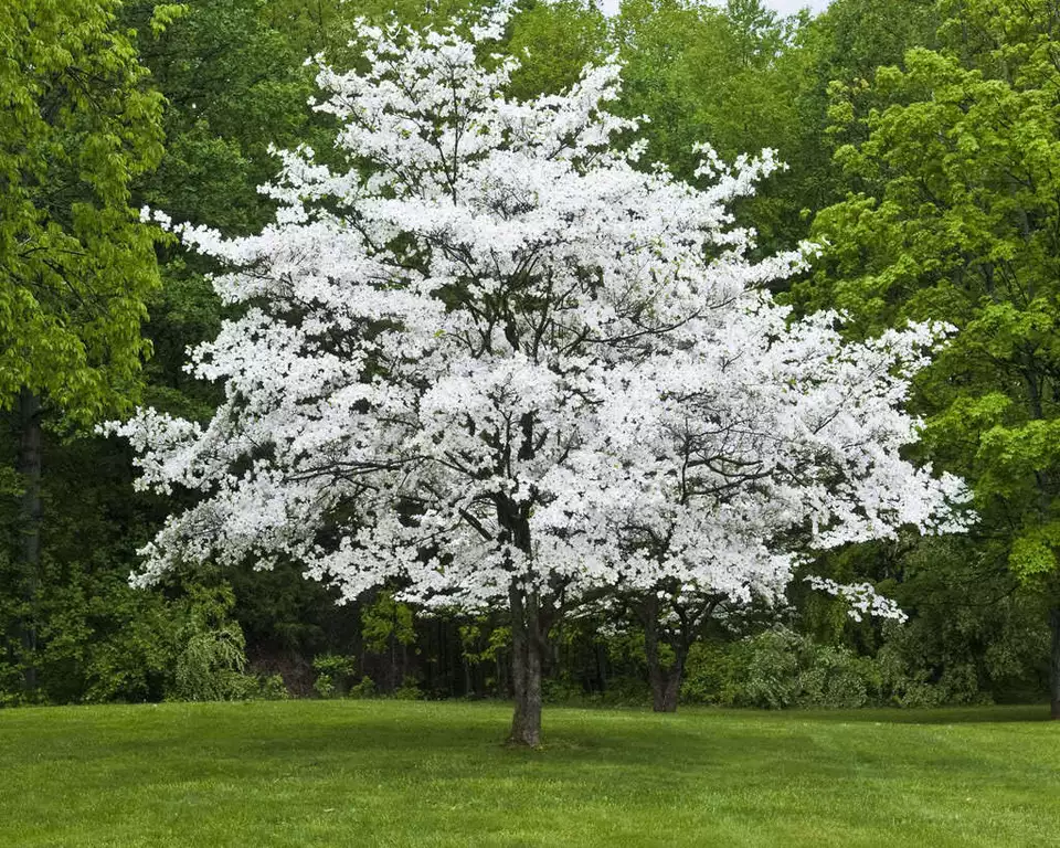 White Dogwood 4&quot; pot (cornus-florida) Easy to Grow Live Plant USA Seller  - £31.36 GBP