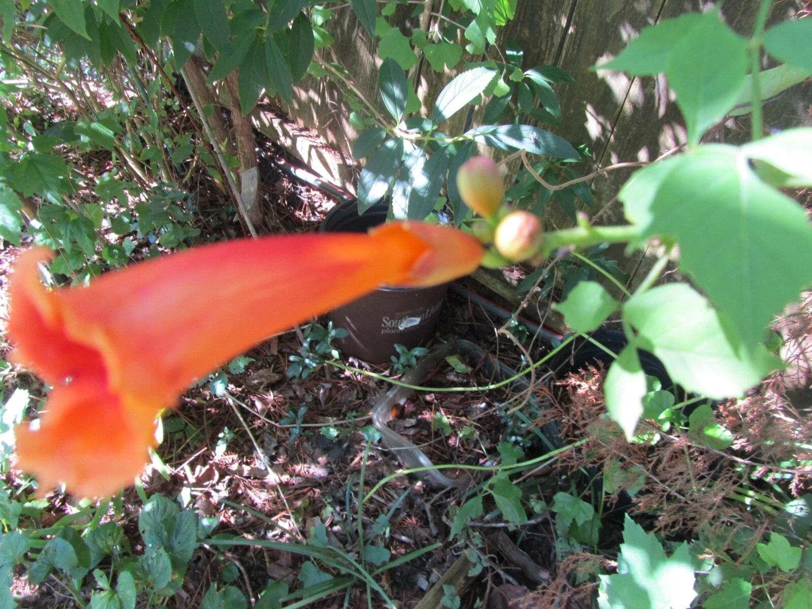 1 PLANT ORANGE TRUMPET VINE  HUMMINGBIRD VINE 12 -16&#39;&#39; tall - $23.58