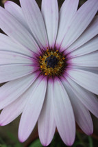 HGBO 20 Seeds Lavender Frost Osteospermum Flower Seeds From US - $8.35