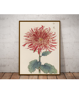 Japanese art, Chrysanthemum Flower, Poster and Canvas, Floral Illustration  - £9.50 GBP+