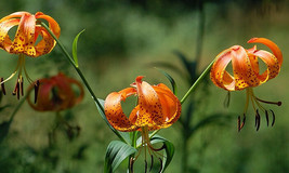 FMG Lilium Superbum Turks Cap Lily 10 Seeds Fast Growing - $16.08