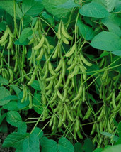 &quot;Be Sweet&quot; Japanese Edamame Soy Bean Seeds | USA Chinese Asian Vegetable - £2.24 GBP+
