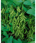 &quot;Be Sweet&quot; Japanese Edamame Soy Bean Seeds | USA Chinese Asian Vegetable - £2.28 GBP+