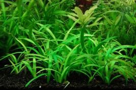 Aquarium Plants Dwarf Sagittaria Subulata Carpet - £23.90 GBP