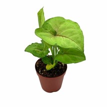 Syngonium Cream Allusion in 2 inch Pot, Well Rooted Live Starter House Plant - £5.42 GBP