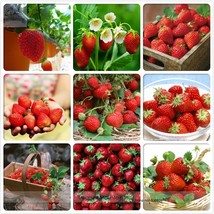 Heirloom 9 Varieties of Red Organic Strawberry Seeds, Professional Pack, 100 See - £6.06 GBP