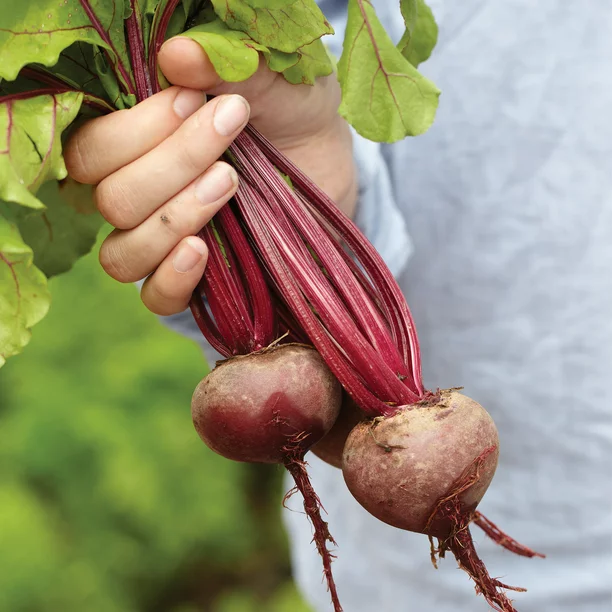 Beet Seeds Early Wonder Tall Top 100 Ct Vegetable Garden NON-GMO - $8.98